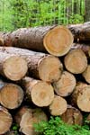 Attendorner Fensterbau - Warum Holz?